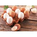 禽蛋检测 蛋制品检测 检测报告