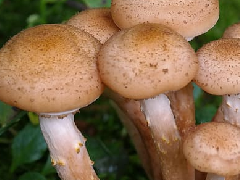 食用菌检测