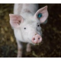 猪肝畜副产品检测