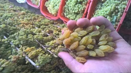 吐鲁番葡萄检测标准
