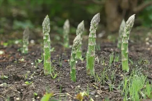 芦笋检测标准