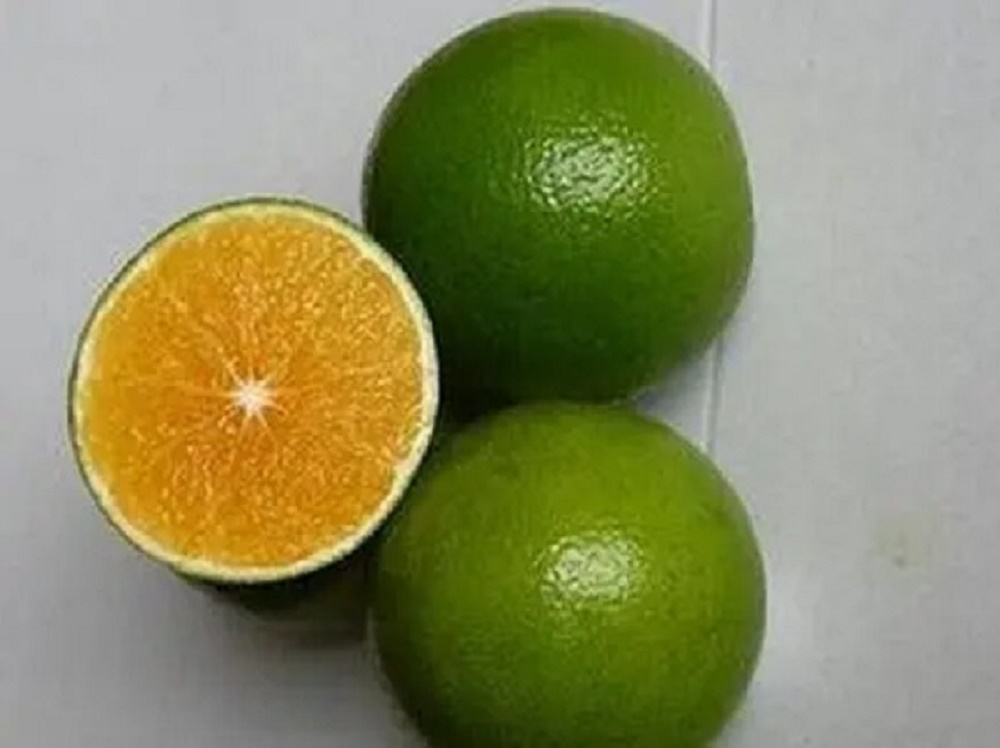 琼中绿橙检测标准